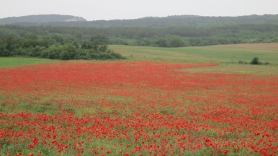 Маки.jpg (87.81 КБ, 3217 просмотров) Маки.jpg