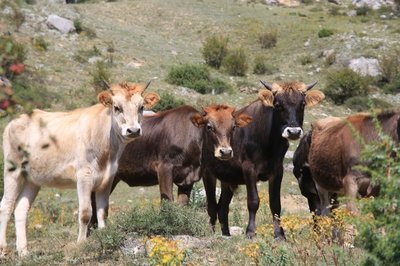 А это что за стадо.JPG