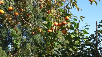 Изображение 340.jpg (136.66 КБ, 4138 просмотров) Изображение 340.jpg