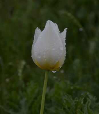 белый.jpg (17.6 КБ, 4015 просмотров) белый.jpg