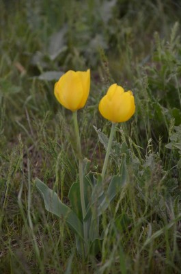 желт.jpg (445.9 КБ, 4155 просмотров) желт.jpg