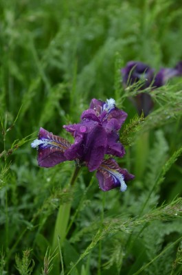 ирис.jpg (28.93 КБ, 4157 просмотров) ирис.jpg