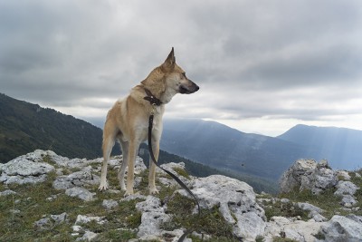 мойЦуцык9193.jpg (29.49 КБ, 4551 просмотр) мойЦуцык9193.jpg