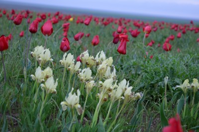 поле ок.jpg (38.74 КБ, 4379 просмотров) поле ок.jpg