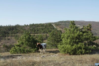 IMG_4800.jpg (39.7 КБ, 8613 просмотров) IMG_4800.jpg