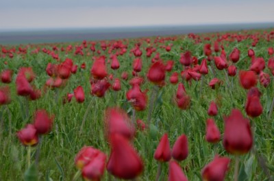 поле.jpg (407.15 КБ, 3932 просмотра) поле.jpg