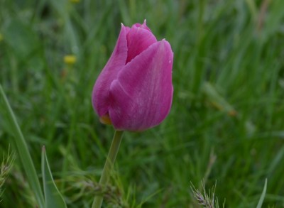 фиолет.jpg (22.09 КБ, 4054 просмотра) фиолет.jpg