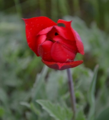 красн.jpg (20.72 КБ, 3932 просмотра) красн.jpg