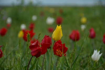 поле1 ок.jpg (21.32 КБ, 3940 просмотров) поле1 ок.jpg