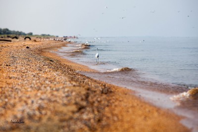 IMG_4098мл.jpg (26.43 КБ, 2963 просмотра) IMG_4098мл.jpg