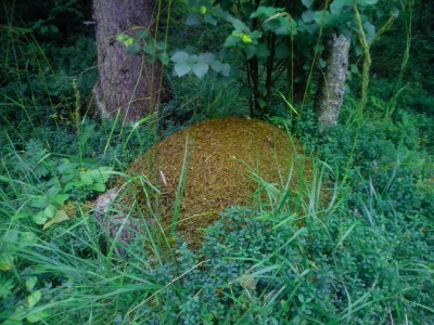 IMG_20130818_190203.jpg (959.75 КБ, 16692 просмотра) IMG_20130818_190203.jpg