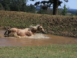 Мустанг.jpg (11.92 КБ, 6843 просмотра) Мустанг.jpg