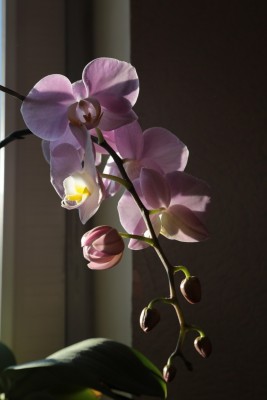 IMG_2122a.jpg (18.91 КБ, 1371 просмотр) IMG_2122a.jpg